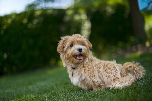 Maltipoo Puppies Cost