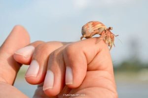 Cost of a Hermit Crab
