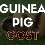 Guinea pig cost breakdown analysis