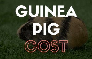 Guinea pig cost breakdown analysis