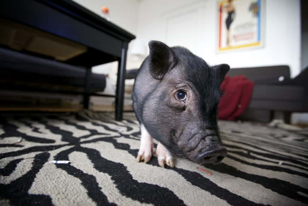 How Much Does a Teacup Pig Cost In 2022?