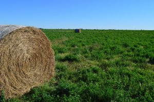 Average hay bale price