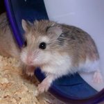 Roborovski Hamster Picture Wiki
