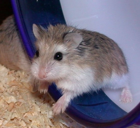 How Much Does a Hamster Cost In 2022?