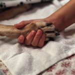 Killing the dog or pet euthanasia price