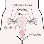 Artificial insemination price