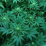 Medical Marijuana plant