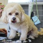 dog grooming rate