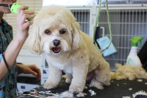 How Much Does Dog Grooming Cost In 2022?