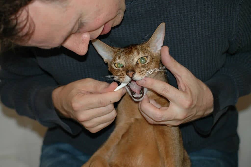 5 Reasons Having Your Cat’s Teeth Cleaned Is Worth the Cost Catster
