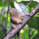 Finger monkey climbing a small tree