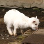 White color pygmy goat