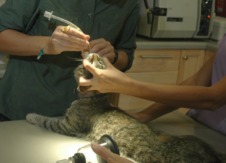 How Much Does Cat Neutering Cost In 2024?