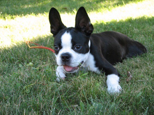 How Much Does Boston Terrier Cost In 2021?
