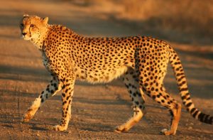 How Much Does Cheetah Cost In 2024?
