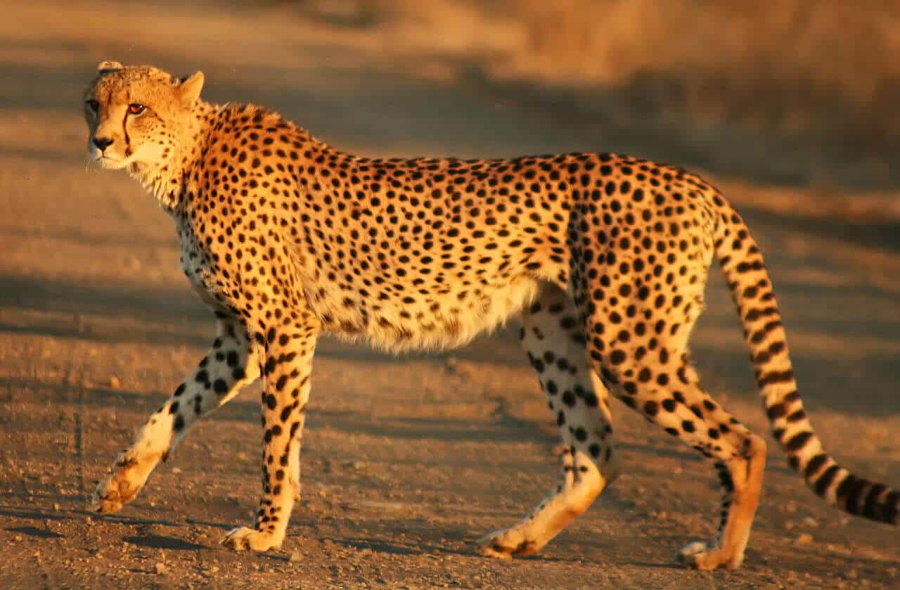 How Much Does Cheetah Cost In 2022 