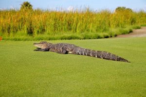 How Much Does Alligator Tags Cost In 2024?