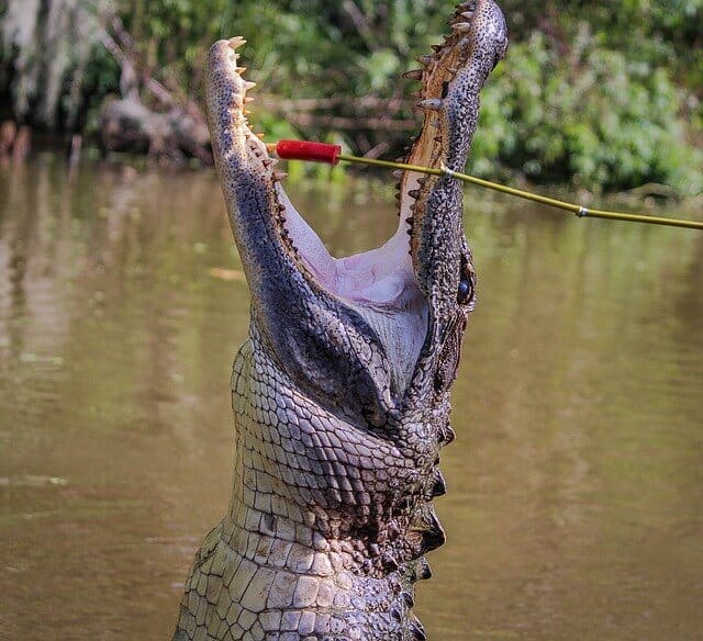 how-much-does-alligator-tags-cost-in-2023