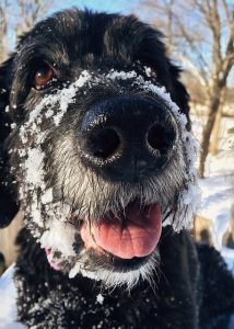 Schönes Bild vom Goldendoodle