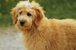 foto costosa de un Goldendoodle