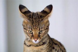 How Much Does Savannah Cat Cost In 2023?