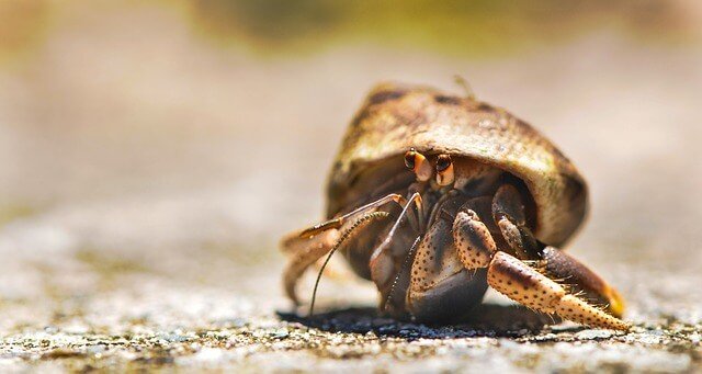 Sea  Hermit Crab