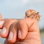 Cost of a Hermit Crab