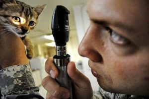 Kitten care by veterinary