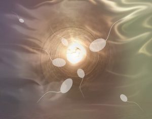 Image of sperms fertilization